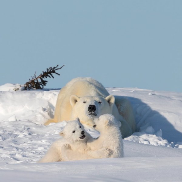 Полярный медведь