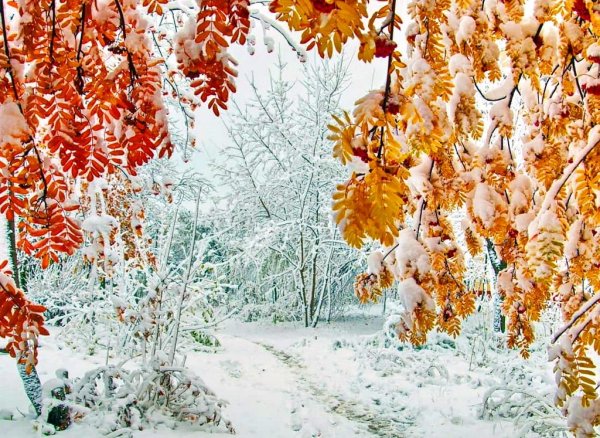 Первый снег