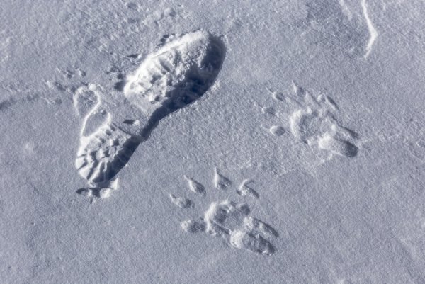 Следы расслмахи на снегу