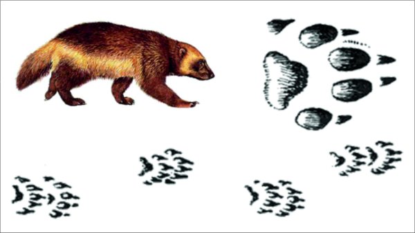 Следы барсука енотовидной собаки и Росомахи