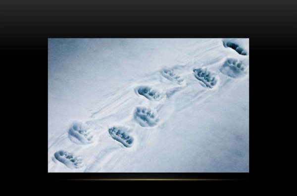 Отпечаток следа Росомахи