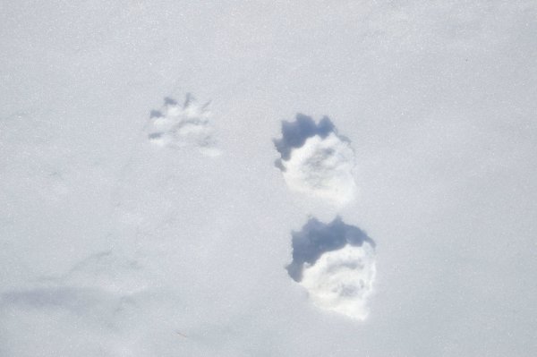 Отпечаток следа Росомахи