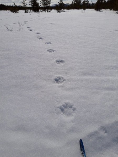 Следы Расамахина снегу