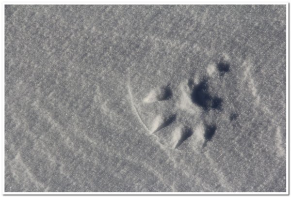 Следы Расамахина снегу