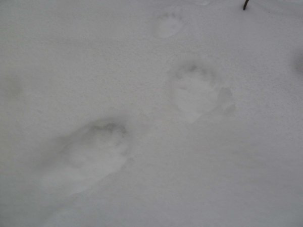 След медведя и Росомахи на снегу