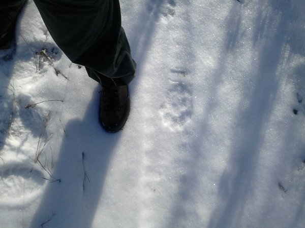 Следы Расамахина снегу