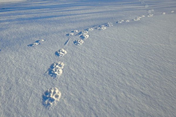 Следы Расамахина снегу