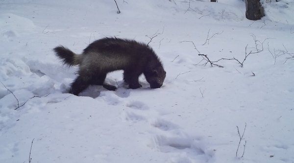 Росомаха Байкал