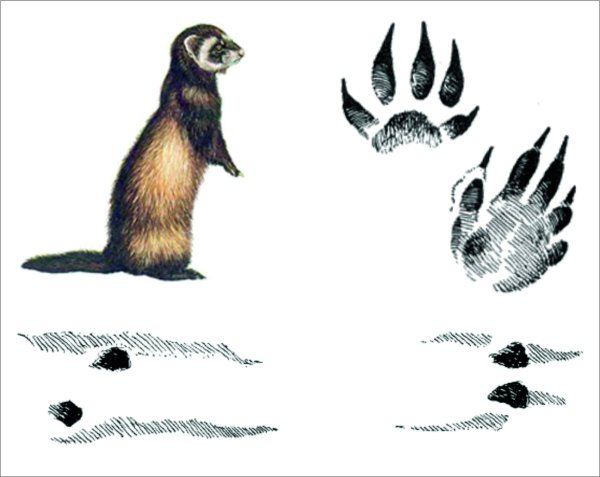 Следы куницы хорька норки