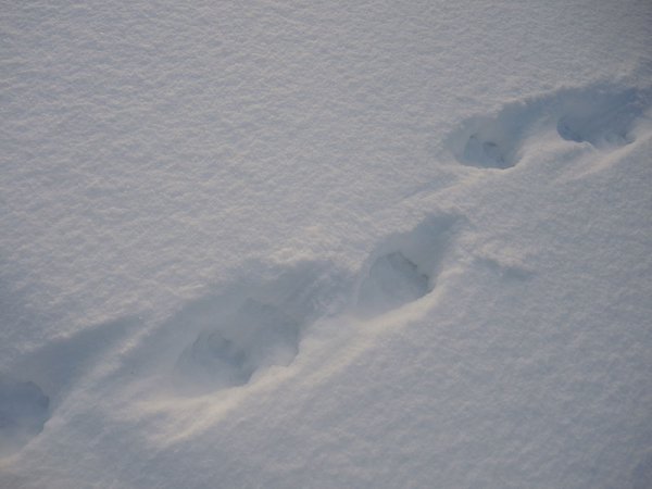 След Росомахи