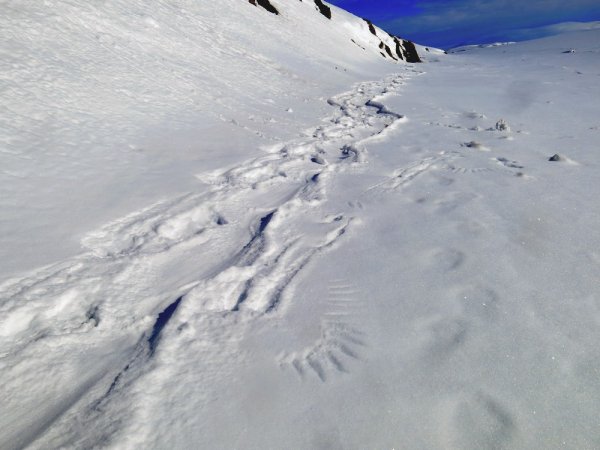 След Росомахи фильм 1978