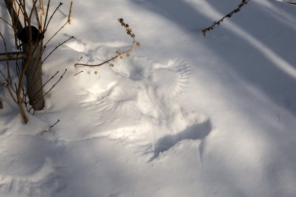 След ангела на снегу