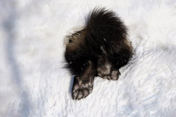 Росомаха Berloga