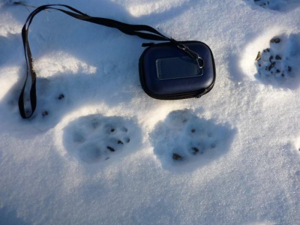 Зимний след Росомахи