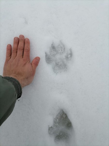 След Росомахи на песке