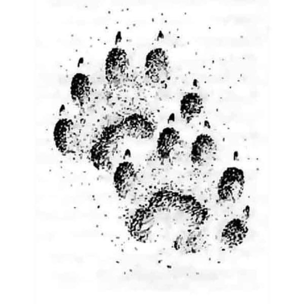 След барсука