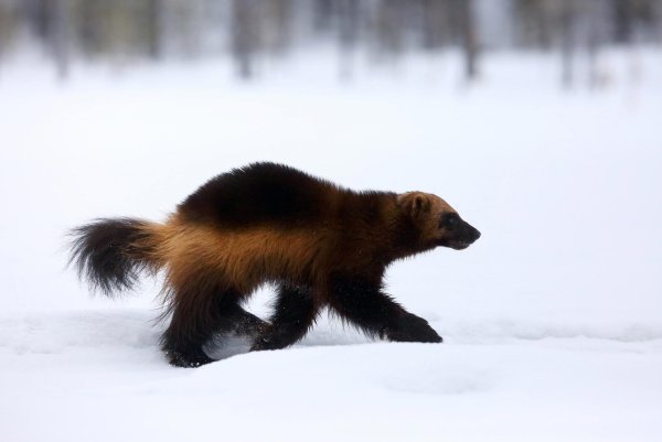 Росомаха животное гиф