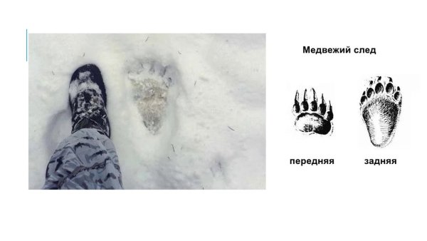 Как выглядит Медвежий след