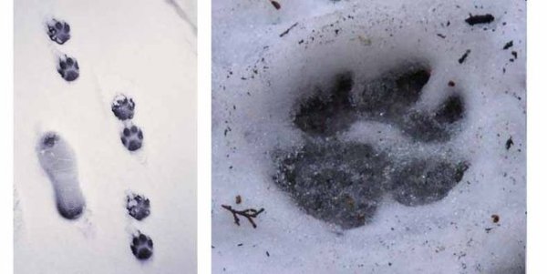 След барсука зимой