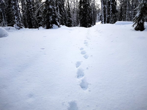 Росомаха в Карелии следы на снегу
