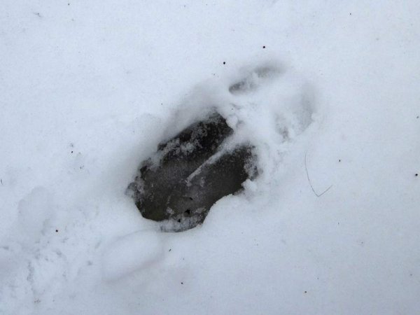 Следы кабана