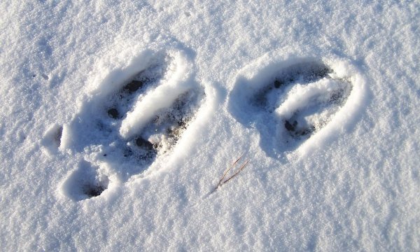 Следы оленя на снегу