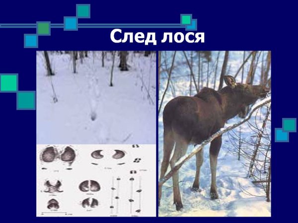 Следы лося