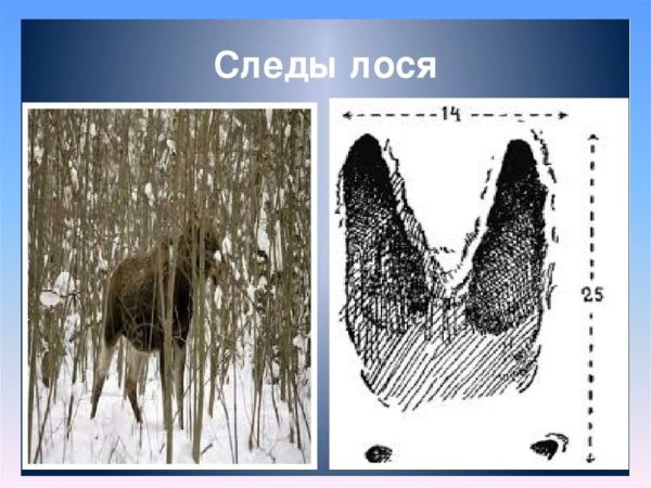 Следы лосей (по Филонов,1983)