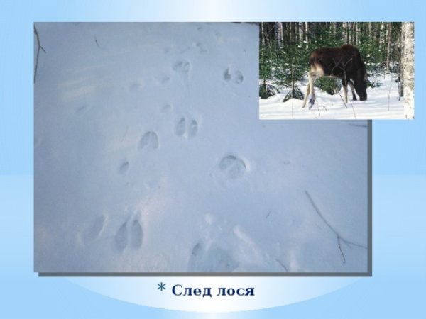 Следы лося