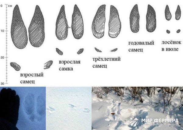 Следы лося и лосихи на земле