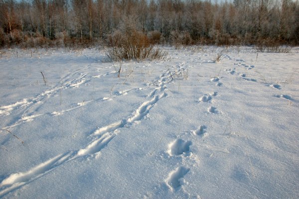 Следы лося на снегу