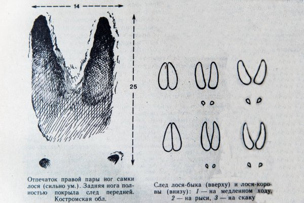 След лося и лосихи отличие