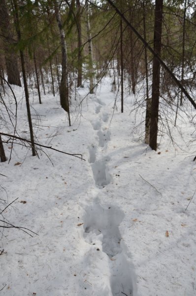 Следы лося