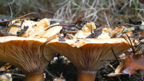 Грибы, Больлет, gymnopilusspectabilis