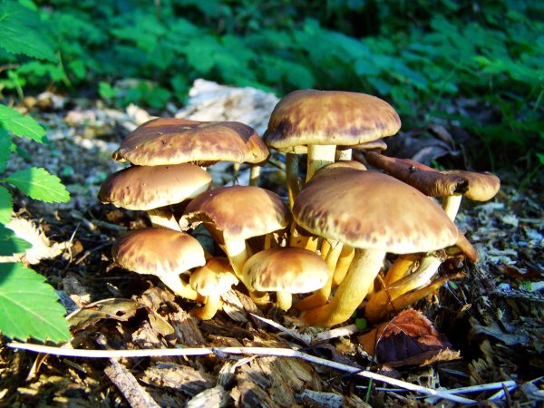Грибы поссыкушки