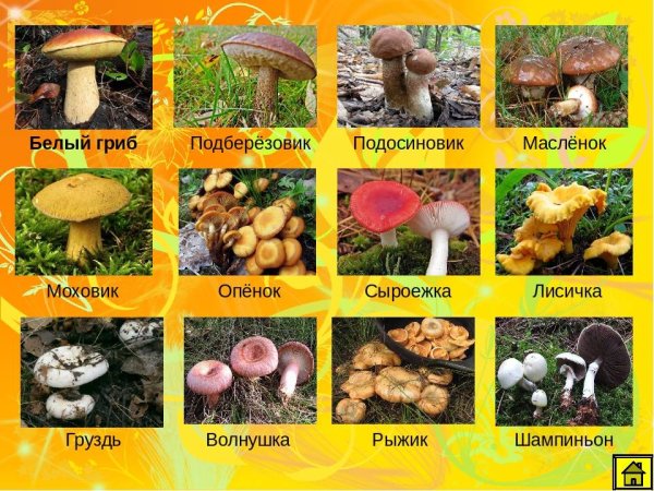 Несъедобные пластинчатые грибы