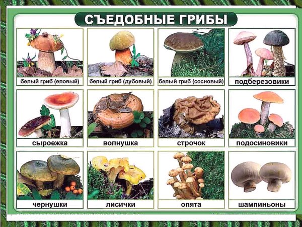 Съедобные грибы и несъедобные грибы названия