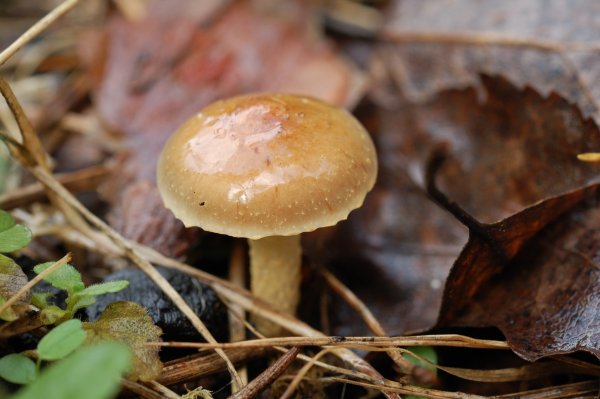 Pholiota carbonaria