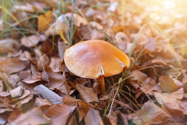 Пластинчатые позднеосенние грибы