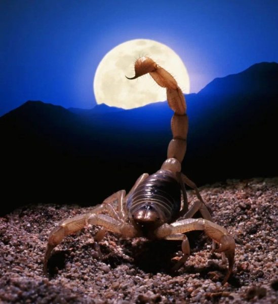 Луна в Скорпионе