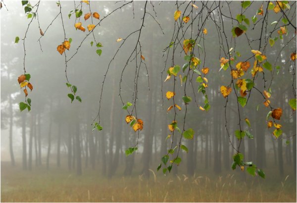 Доброе утро осенний дождь