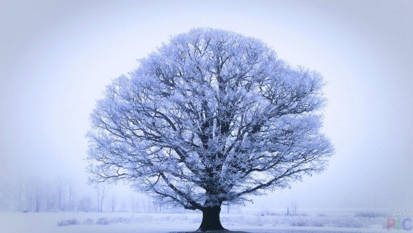 Зимние деревья