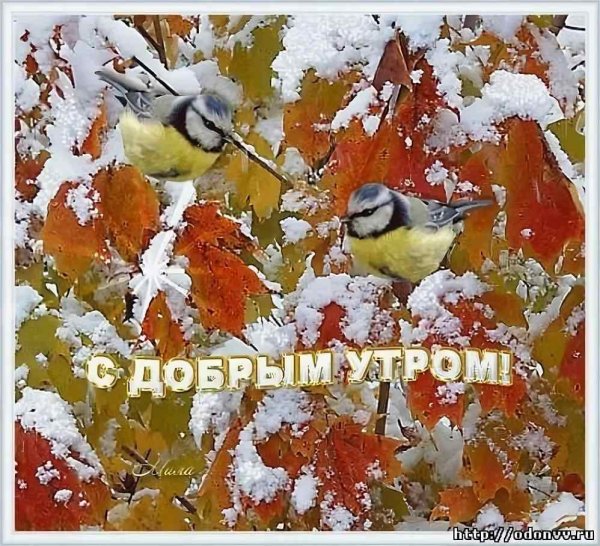 Доброе уттрос первым снегом
