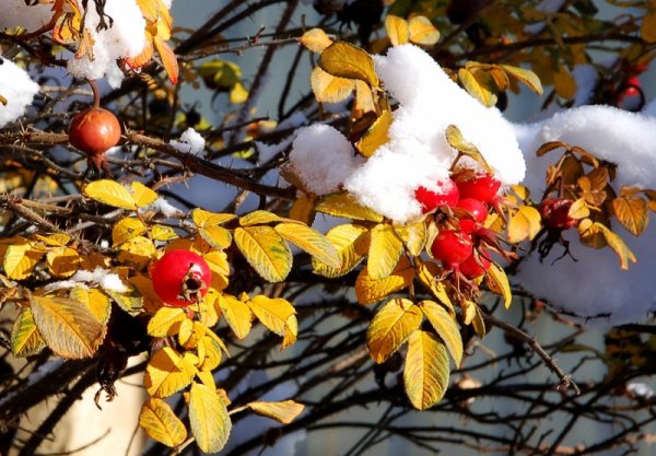 Осень скоро зима