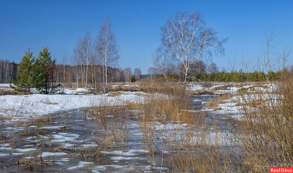 Последний снег в лесу