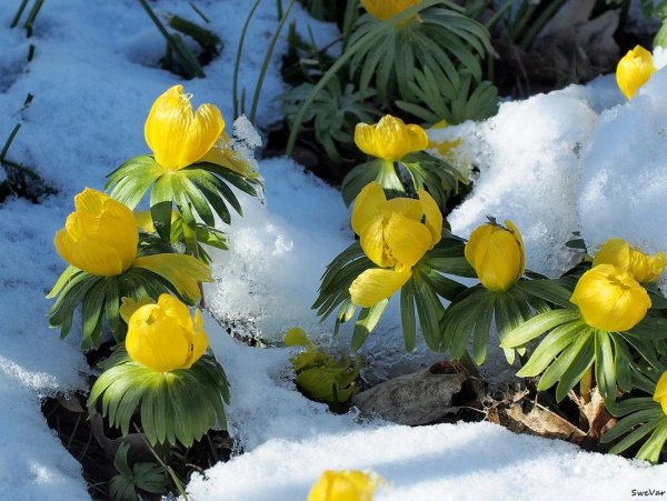 Цветы снег солнце