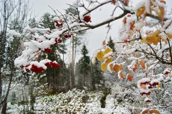 Осенние деревья в снегу