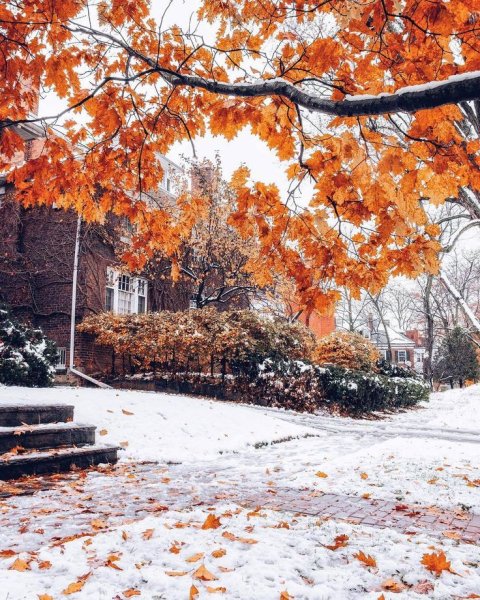 Осенние деревья в снегу