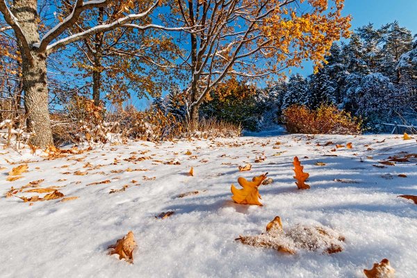 Золотая осень снег