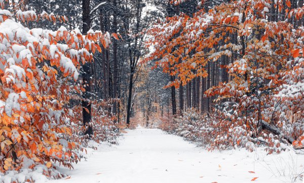 Первый снег в лесу